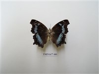 藏品(琉璃蛺蝶)的圖片